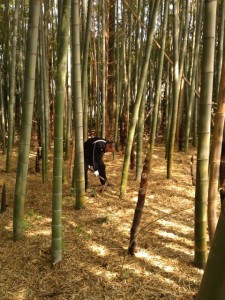 竹林でタケノコ掘り